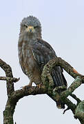 Western Banded Snake Eagle