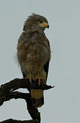 Western Banded Snake Eagle