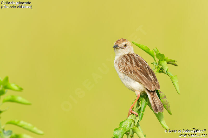 Rattling Cisticola