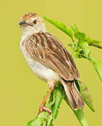 Rattling Cisticola