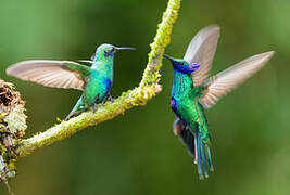 Sparkling Violetear