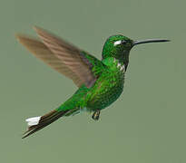 Purple-bibbed Whitetip