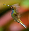 Colibri de Bouguer