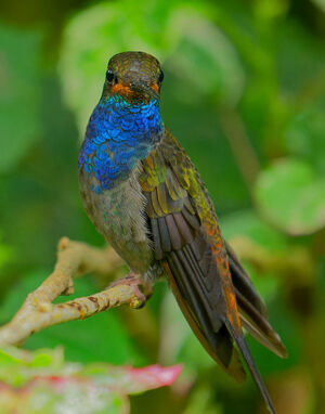 Colibri de Bouguer