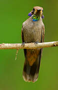 Brown Violetear