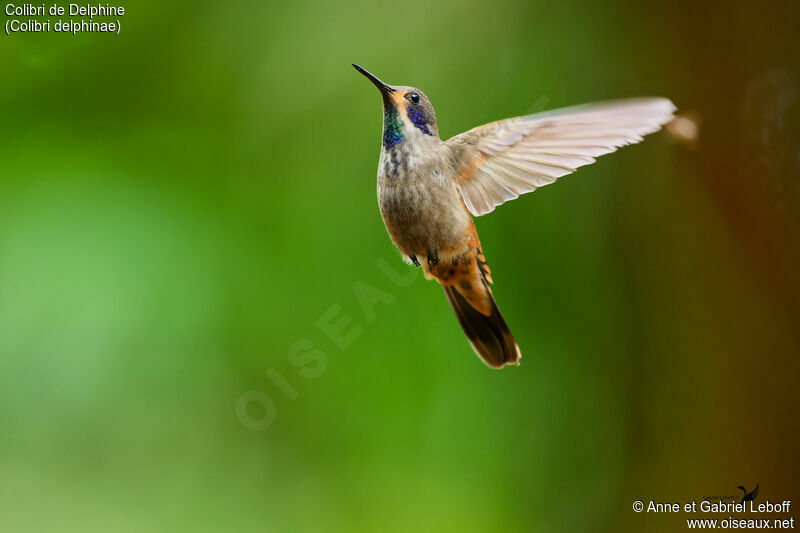 Colibri de Delphine