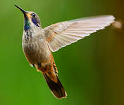 Colibri de Delphine