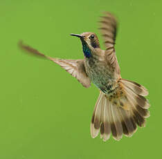 Colibri de Delphine