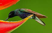 Colibri de Jardine