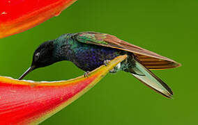 Colibri de Jardine