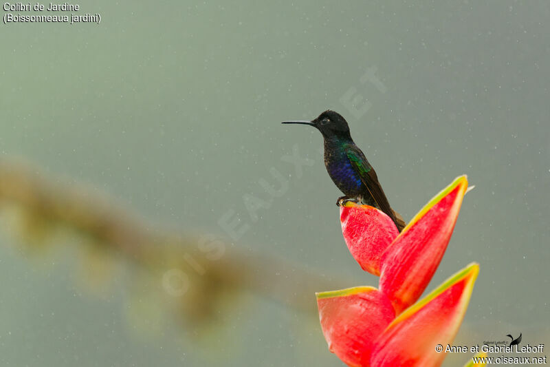 Velvet-purple Coronet male