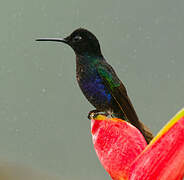 Velvet-purple Coronet