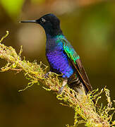 Velvet-purple Coronet