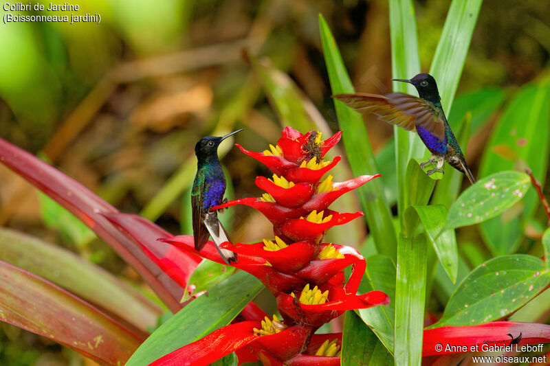 Velvet-purple Coronet