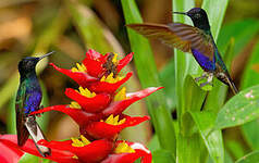 Colibri de Jardine