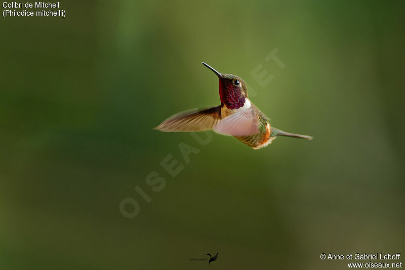 Purple-throated Woodstar male adult, Flight