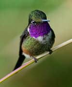 Purple-throated Woodstar