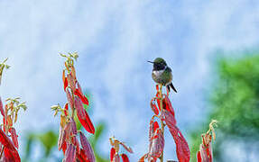 Purple-throated Woodstar