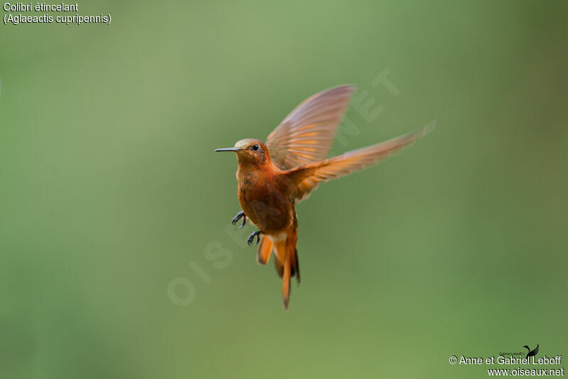 Colibri étincelantadulte