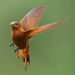 Colibri étincelant