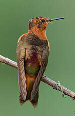 Colibri étincelant