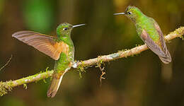 Colibri flavescent