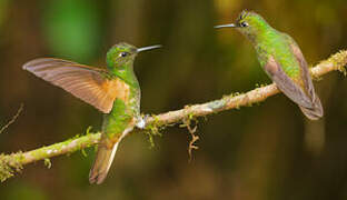 Buff-tailed Coronet