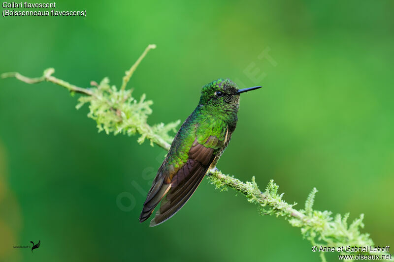 Buff-tailed Coronetadult