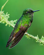 Buff-tailed Coronet