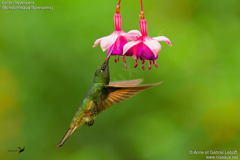 Colibri flavescentadulte