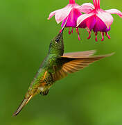 Buff-tailed Coronet