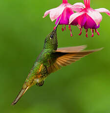 Colibri flavescent