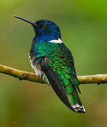 White-necked Jacobin