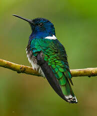 Colibri jacobin