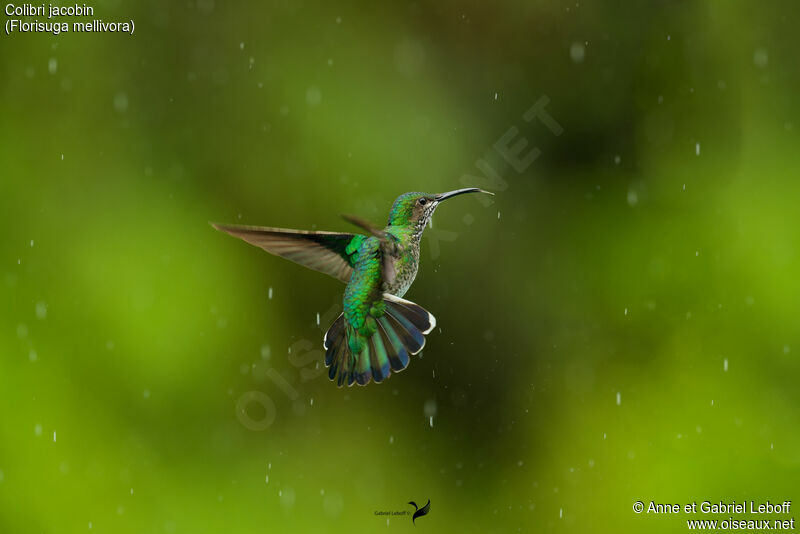 White-necked Jacobin female adult