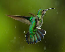 White-necked Jacobin