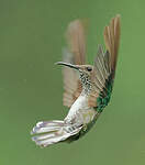 Colibri jacobin