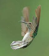 White-necked Jacobin