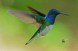 White-necked Jacobin