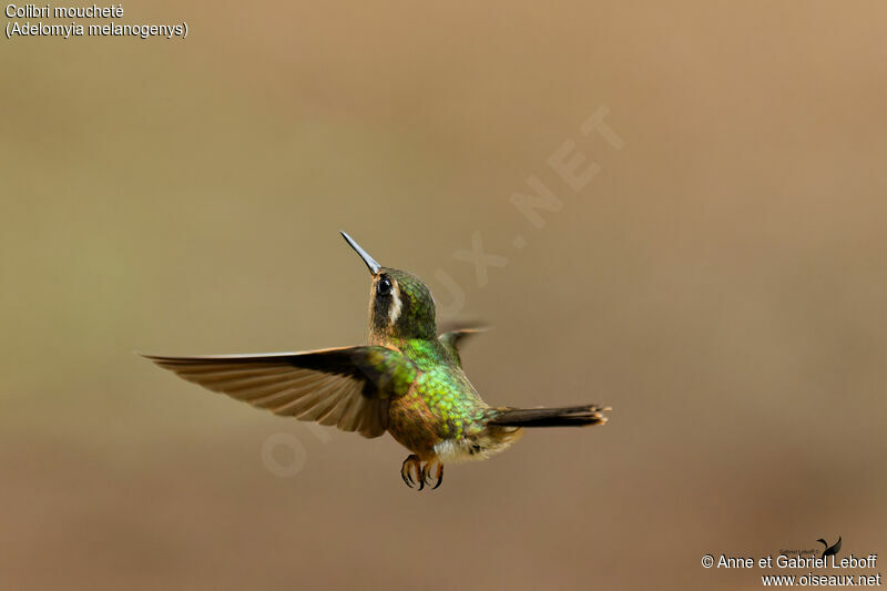 Colibri moucheté