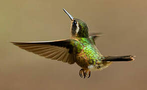 Speckled Hummingbird