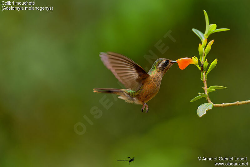 Colibri mouchetéadulte