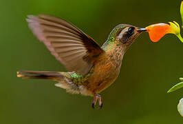 Colibri moucheté