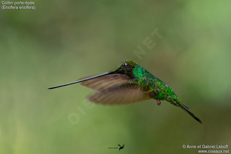 Colibri porte-épée mâle adulte