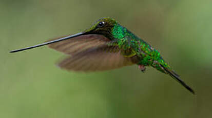 Colibri porte-épée