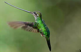 Sword-billed Hummingbird