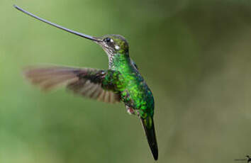 Colibri porte-épée