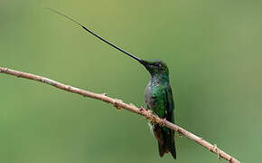 Sword-billed Hummingbird