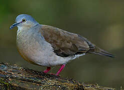 Grey-headed Dove