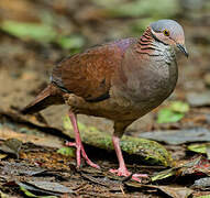 White-throated Quail-Dove